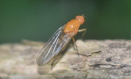 Dryomyza flaveola